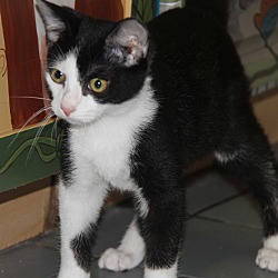 Thumbnail photo of Sylvester (Neutered) - Update #1