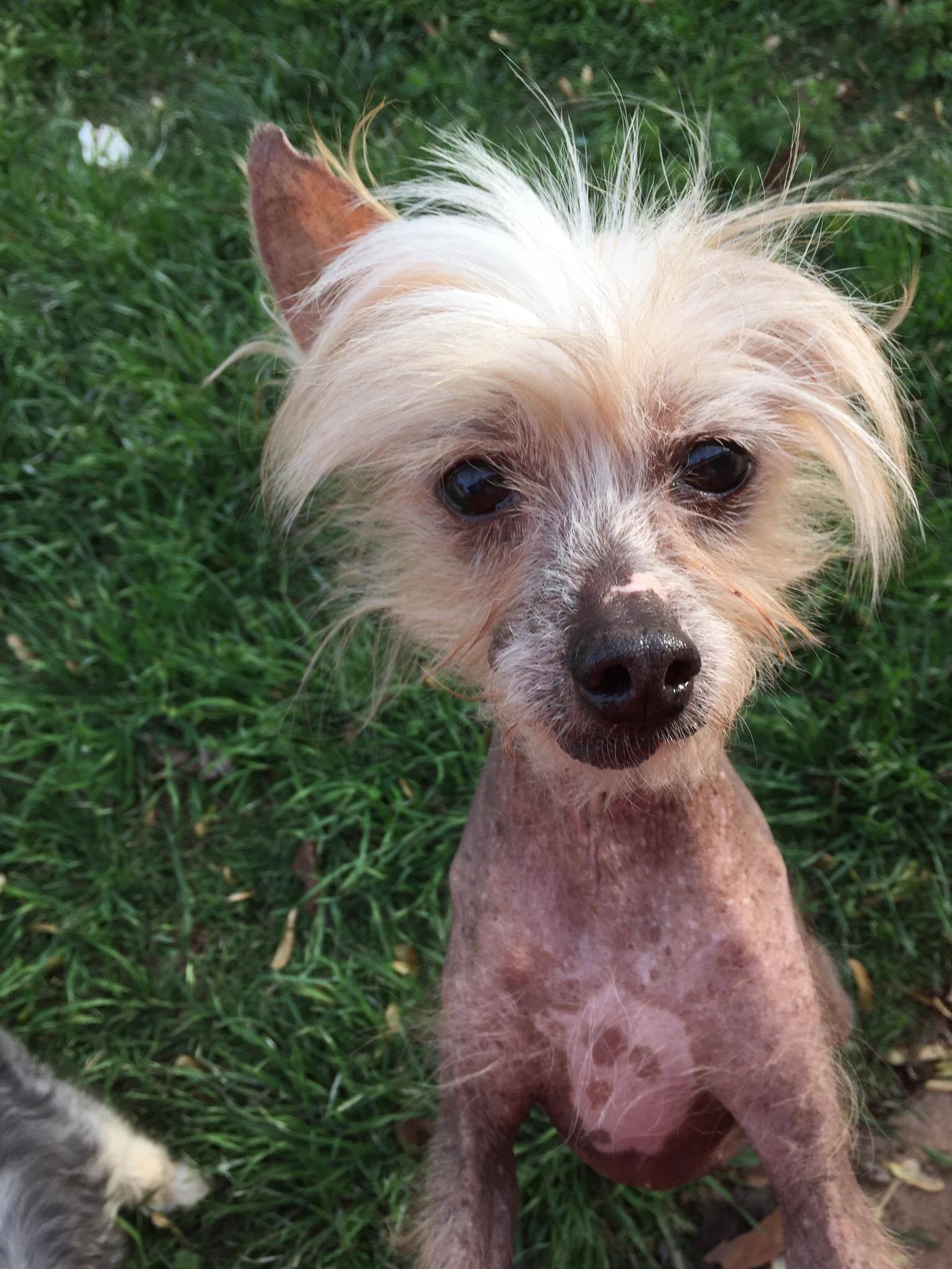 chinese crested rescue