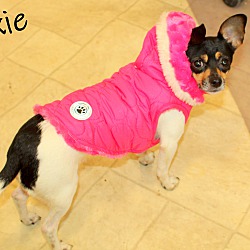 Thumbnail photo of Dixie~adopted! #4