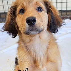 Photo of Earl~adopted!