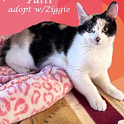Thumbnail photo of PATTI (adopt w/Ziggy) #2