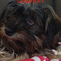 Thumbnail photo of Gaston #3