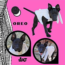 Photo of Oreo (Puppy)