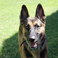 adopt-pet
