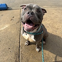 adopt a pet