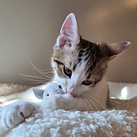 adopt a pet