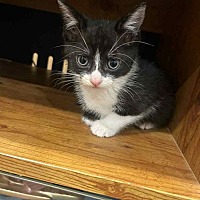 adopt a pet