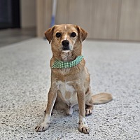 adopt-pet