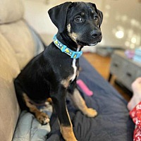 adopt a pet