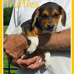 Thumbnail photo of Truffles (Yellow Girl) #4