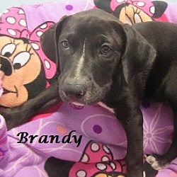 Thumbnail photo of Brandy #3