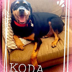 Thumbnail photo of Koda2 #1