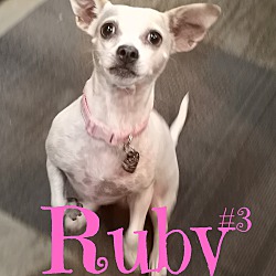 Thumbnail photo of Ruby #3 #1