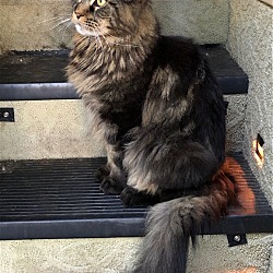 Thumbnail photo of FISHY - Offered by Owner - Young Maine Coon #3