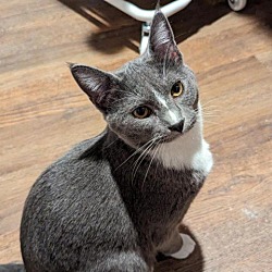 Photo of Cosmo