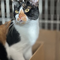 Photo of Angelina - BARN CAT