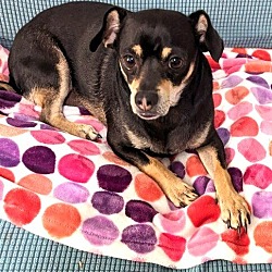 Photo of MIdnight 4 Year Old Chihuahua Lovely dog Friendly