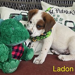 Thumbnail photo of Ladon #3