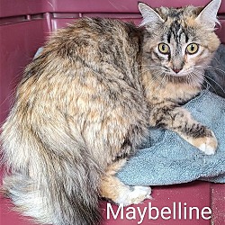 Thumbnail photo of Maybelline #2