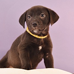 Thumbnail photo of Sally Sunshine's Pup - Sasha #4