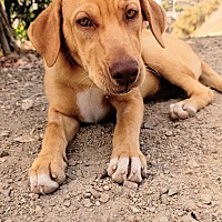 adopt a pet