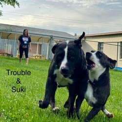 Thumbnail photo of Trouble #3