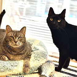 Thumbnail photo of Mickey & Jagger (Bonded Pair) #3