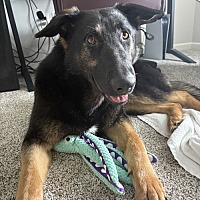 adopt a pet