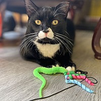 adopt a pet