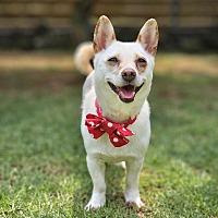 adopt-pet