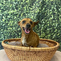 adopt a pet