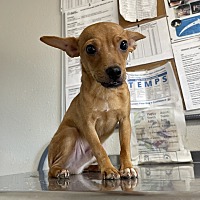 adopt a pet