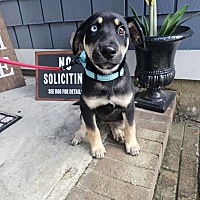 adopt a pet
