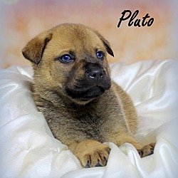 Thumbnail photo of Pluto~adopted! #3