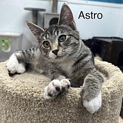 Thumbnail photo of Astro #2