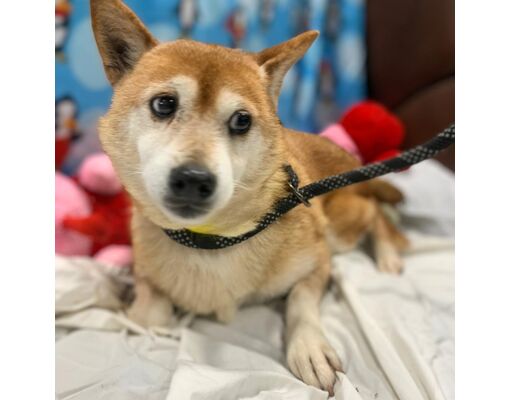 Muscatine, IA - Shiba Inu. Meet Clarice a Pet for Adoption - AdoptaPet.com