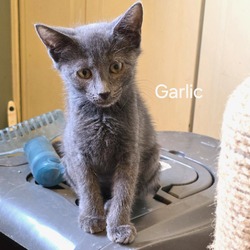 Thumbnail photo of Sova Kittens:  Garlic #1