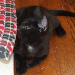 Thumbnail photo of Binx #3