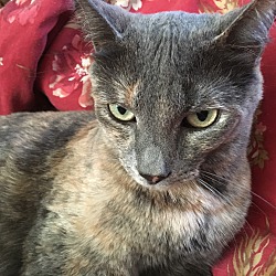 Thumbnail photo of Qwynn (Sweet Dilute Tortie) #2