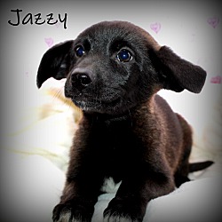 Thumbnail photo of Jazzy~adopted! #3