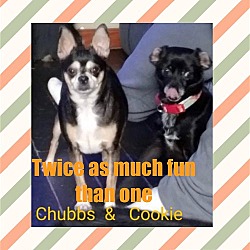 Photo of Bonded Pair ~ Chubbs and Cookie