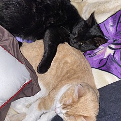 Photo of Kiki (black  & Tabby (orange)