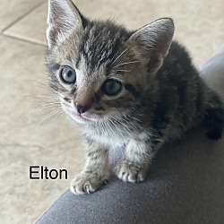 Photo of Elton