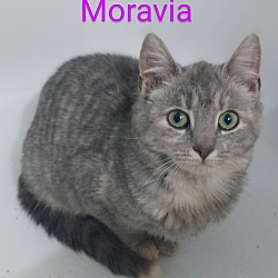 Thumbnail photo of Moravia #3