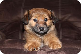 shih tzu shiba mix