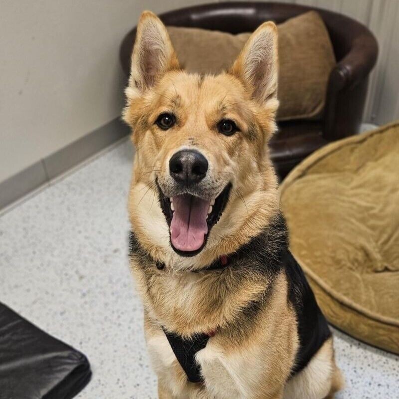 Adopt Remi a German Shepherd Dog dog in Yankton, SD (41309836) Male