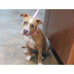 Thumbnail photo of Adoptable Reina #1