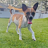 adopt-pet