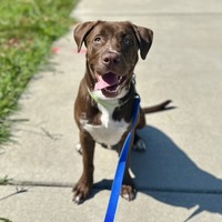 adopt a pet