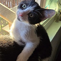 adopt a pet